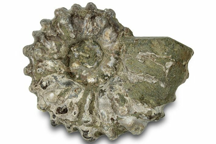 Bumpy Ammonite (Douvilleiceras) Fossil - Madagascar #308947
